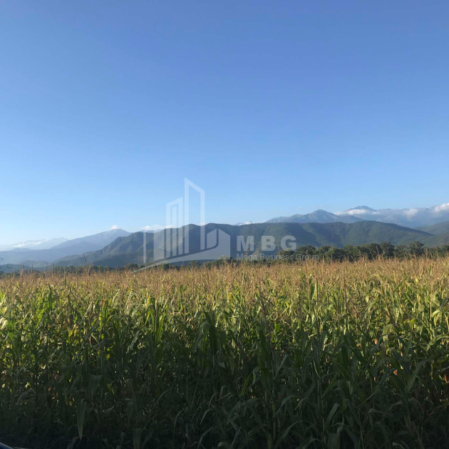 Продается Виноградник - Замковые Земля, в Телави