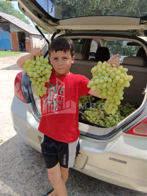 For Sale Land, Nosiri, Senaki, Samegrelo