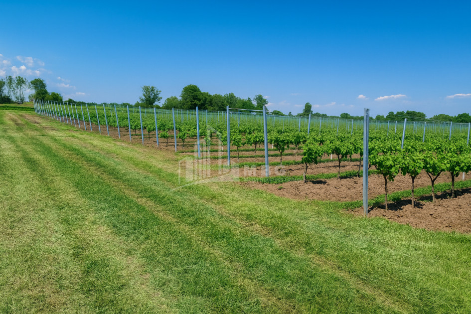 Продается Земля Кучатани Кварели Кахети