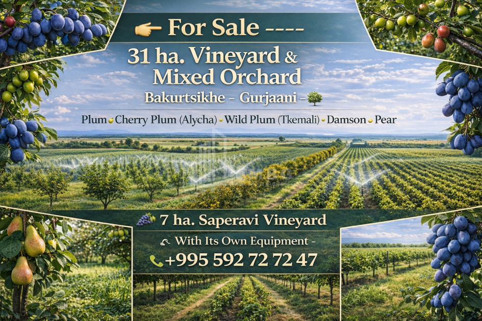 იყიდება ხეხილის ბაღი მიწის ნაკვეთი, ბაკურციხე