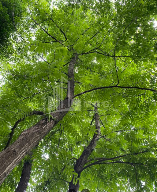 იყიდება ბიზნესი კომერციული ფართი თელავი კახეთი