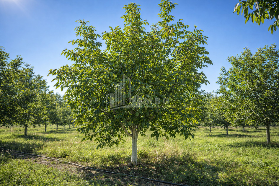 Продается Ореховый сад Земля В Мелани, Гурджаани