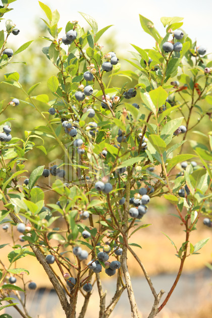 For Sale Orchards Land In Senaki