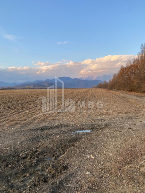 For Sale Land Telavi Kakheti