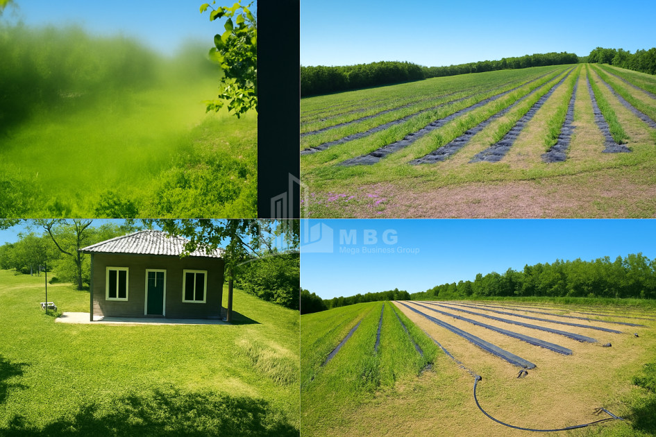 For Sale Land Khobi Samegrelo