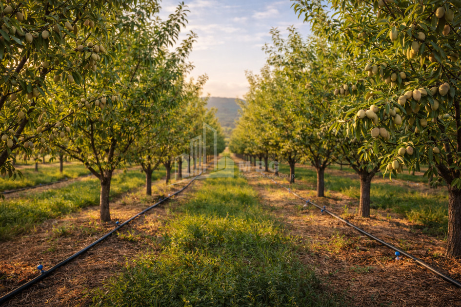 For Sale Land Bolnisi Kvemo Kartli