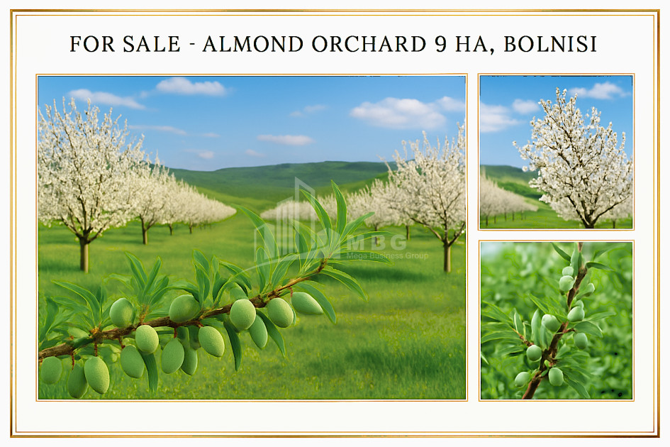 For Sale Land Bolnisi Kvemo Kartli