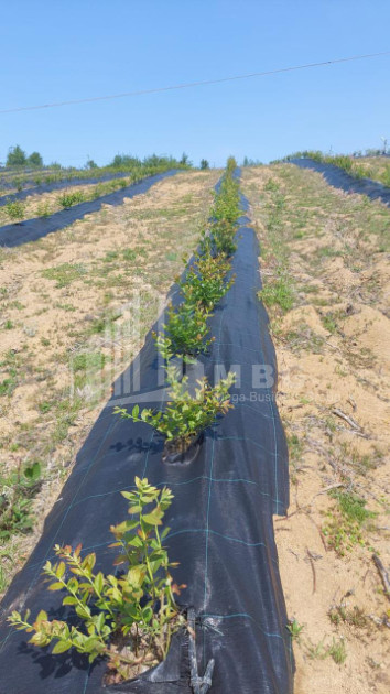 For Sale Blueberry orchard Land In Baileti, Ozurgeti
