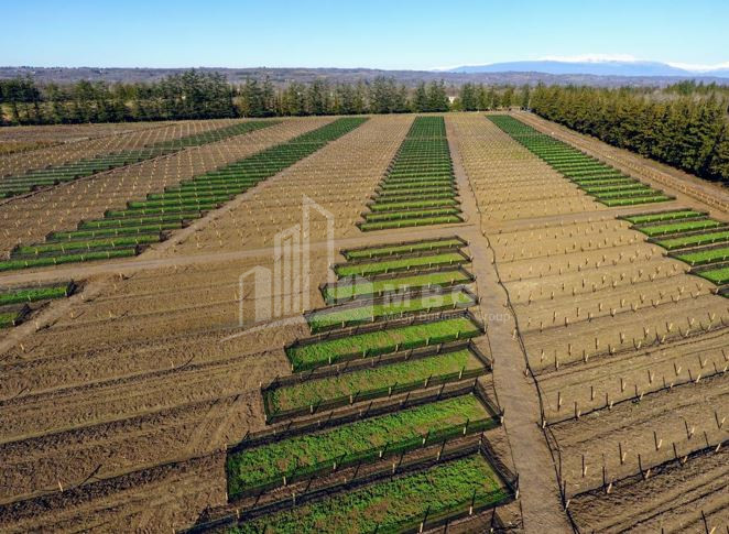 For Sale Land Municipalities of Guria