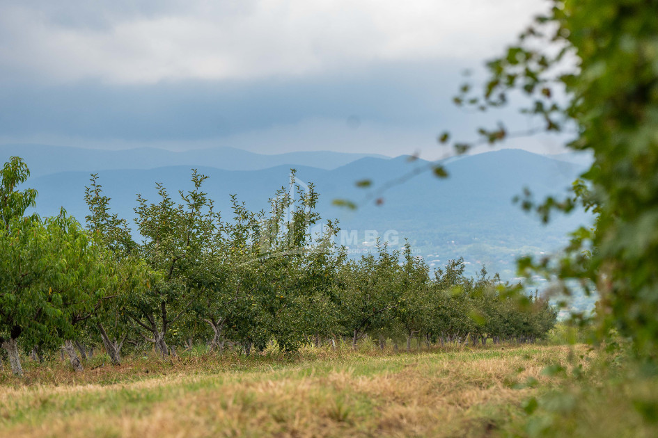 For Sale Land Kakheti