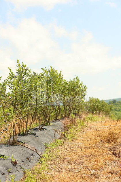 For Sale Orchards Land In Senaki