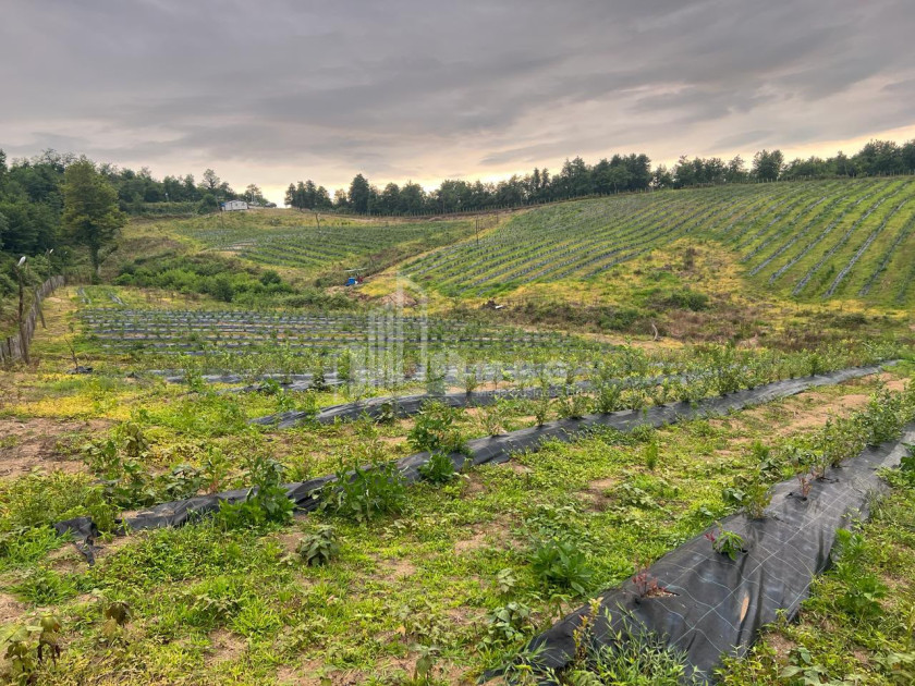 For Sale Blueberry orchard Land In Baileti, Ozurgeti