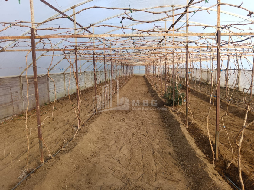 For Sale Land, Nosiri, Senaki, Samegrelo