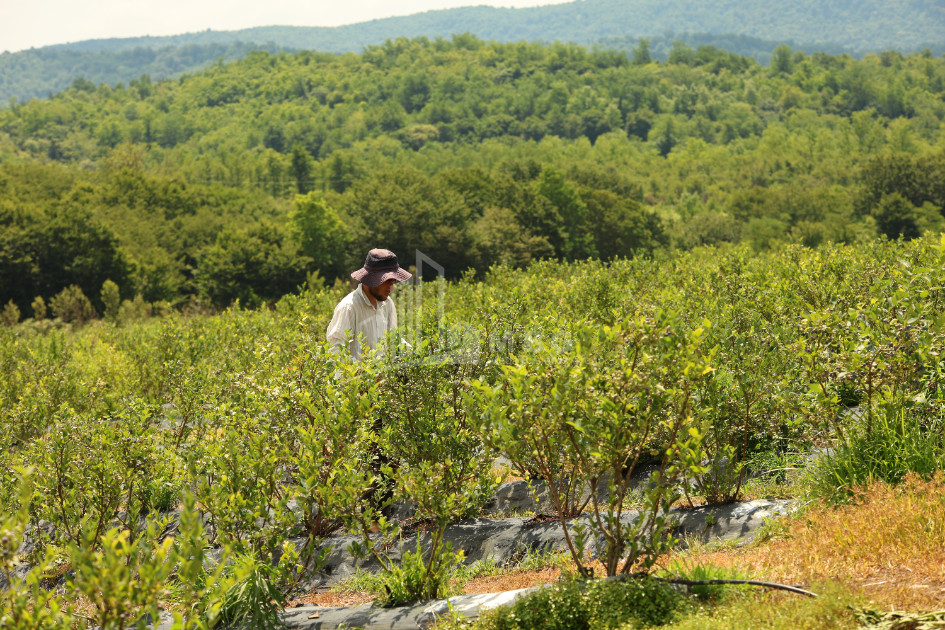 For Sale Orchards Land In Senaki