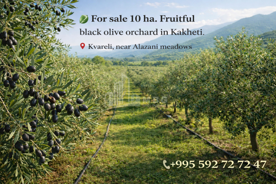 იყიდება მიწის ნაკვეთი ყვარელი კახეთი