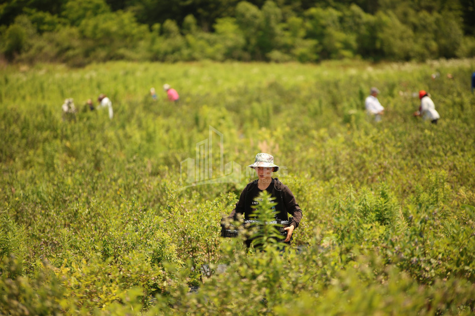 For Sale Orchards Land In Senaki