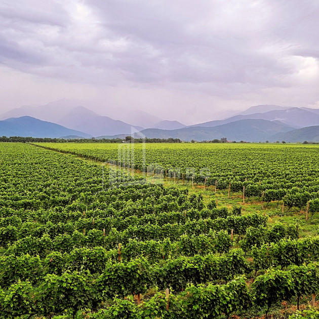 For Sale Commercial Kvareli City Kvareli Kakheti