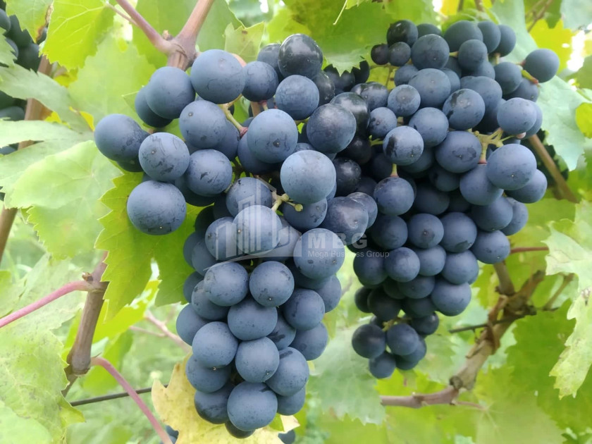 For Sale Vineyard - Chateau Land In Gori