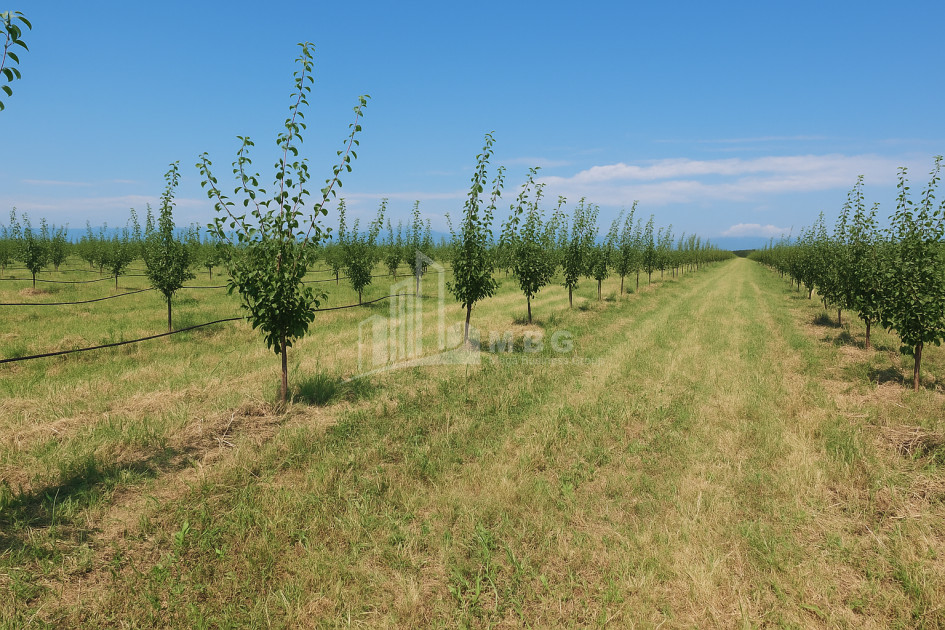 იყიდება ხეხილის ბაღი მიწის ნაკვეთი, ბაკურციხე