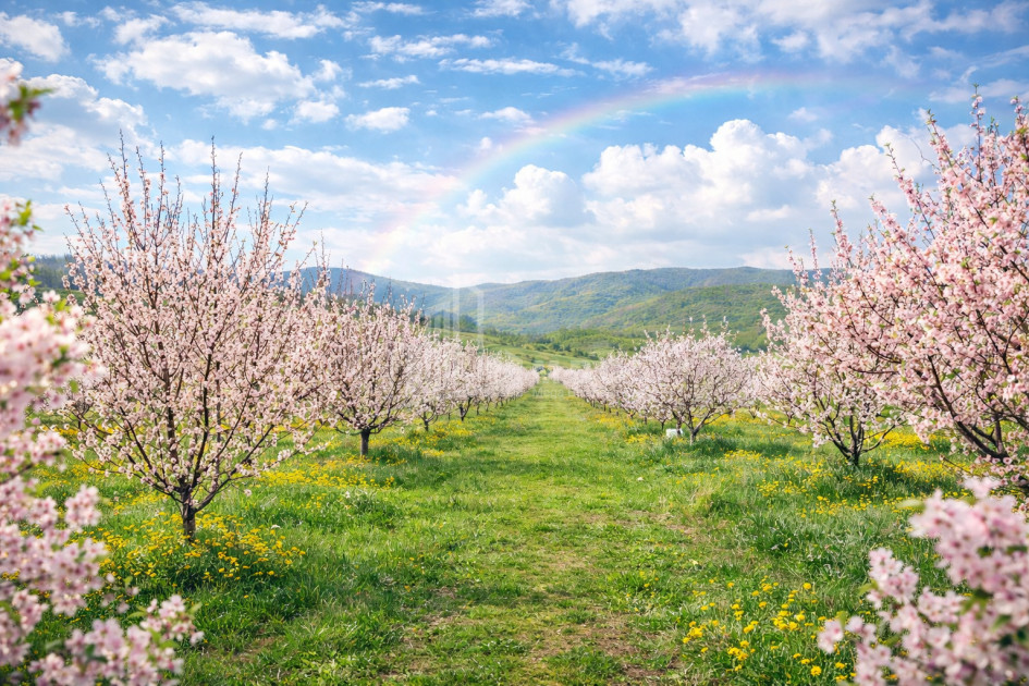 For Sale Land Bolnisi Kvemo Kartli