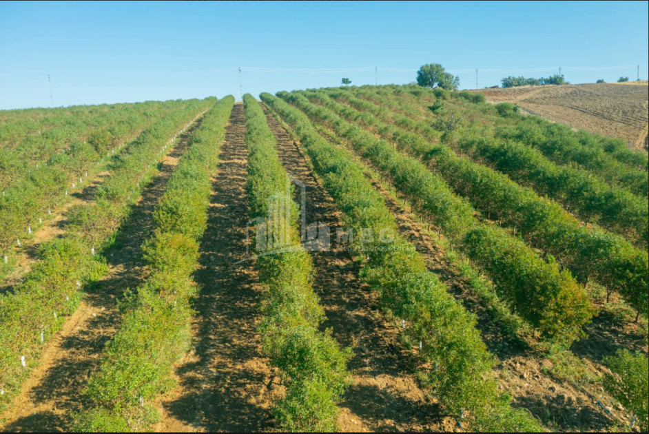 For Sale Land Does Kaspi Shida Kartli