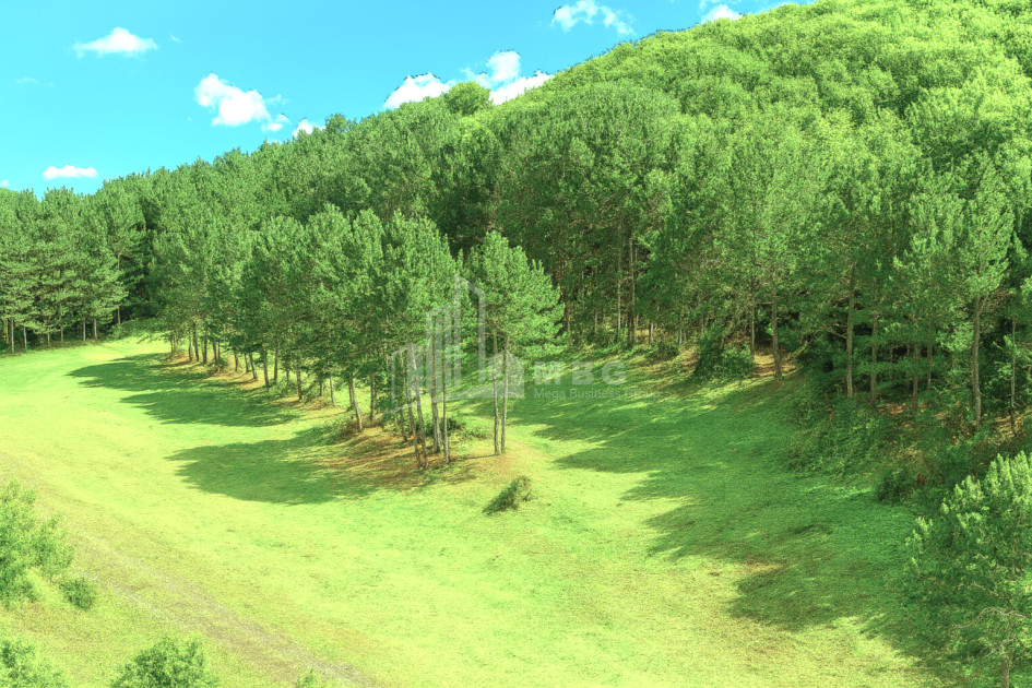 For Sale Land Daba Surami Khashuri Shida Kartli