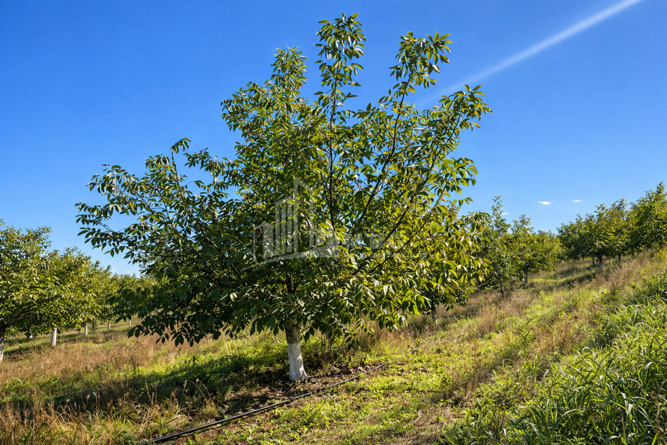 Продается Ореховый сад Земля В Мелани, Гурджаани