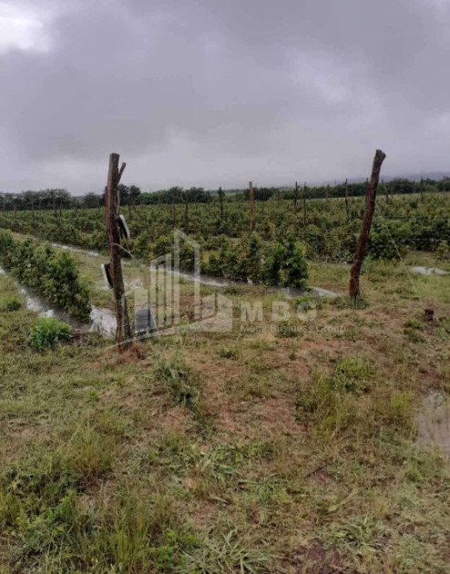 For Sale Land Vartsikhe Baghdati Imereti