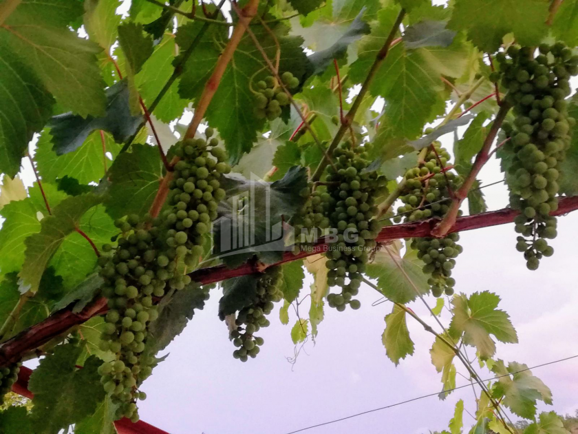 For Sale House - Villa, in Bulachauri