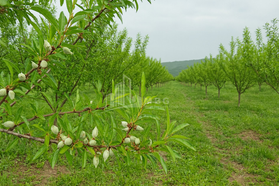 For Sale Land Bolnisi Kvemo Kartli