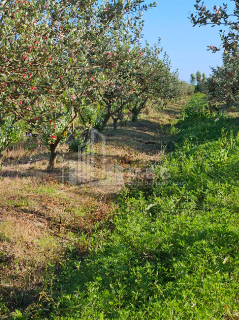 For Sale Land Khobi Samegrelo   Upper Svaneti