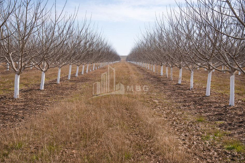 Продается Ореховый сад Земля В Мелани, Гурджаани