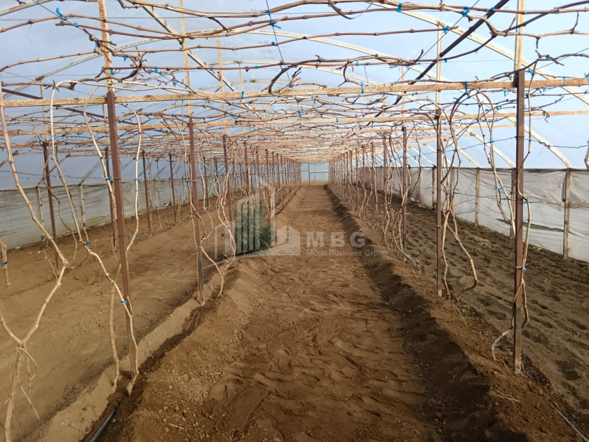 For Sale Land, Nosiri, Senaki, Samegrelo