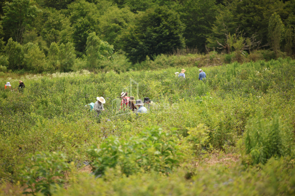 For Sale Orchards Land In Senaki