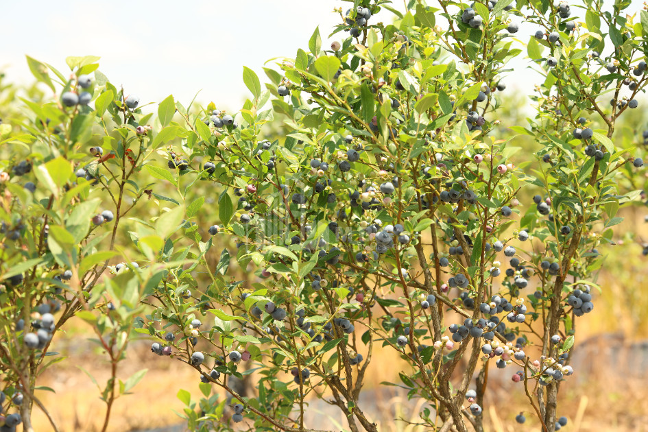For Sale Orchards Land In Senaki