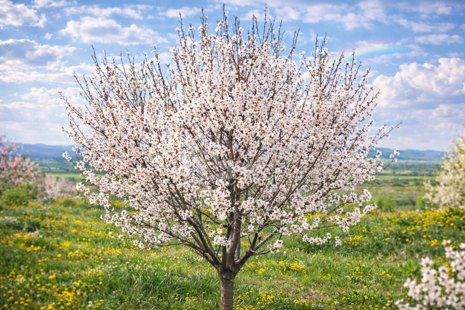 For Sale Land Bolnisi Kvemo Kartli