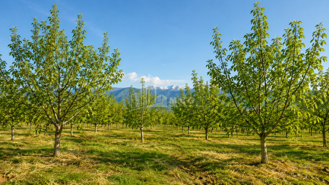 For Sale Orchards Land In Tsinandali, Telavi