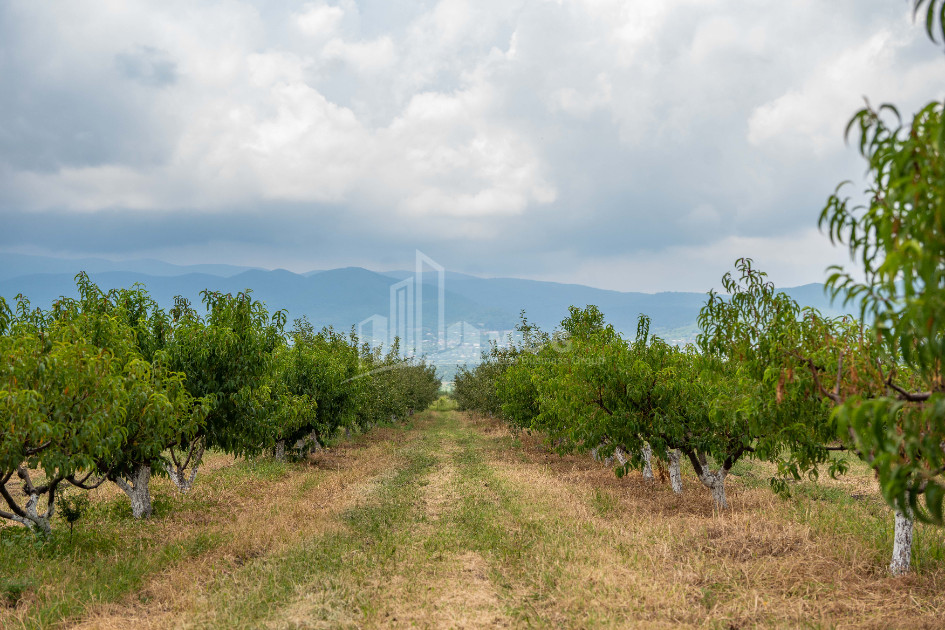 For Sale Land Kakheti