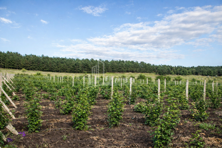 For Sale Land Kumisi Gardabani Kvemo Kartli