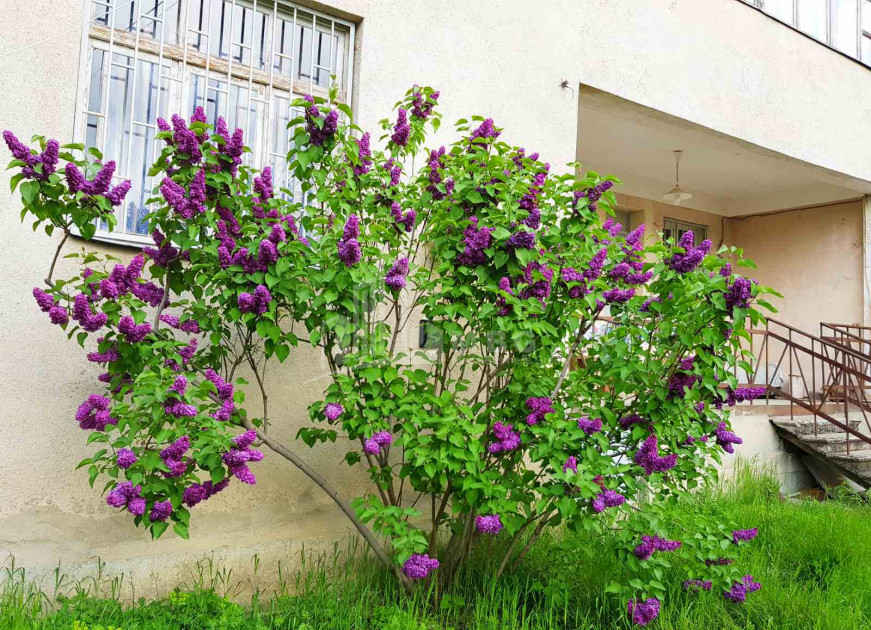 Продается Дом - Вилла, в Мцхета