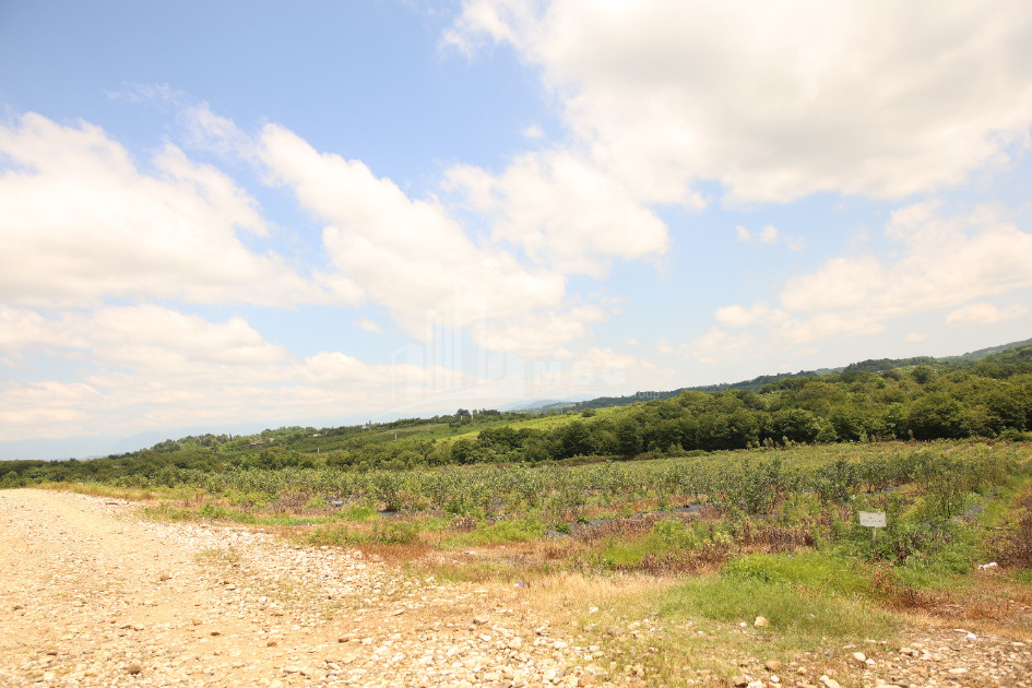 For Sale Orchards Land In Senaki