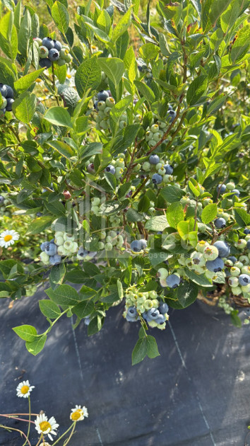 For Sale Blueberry orchard Land In Baileti, Ozurgeti