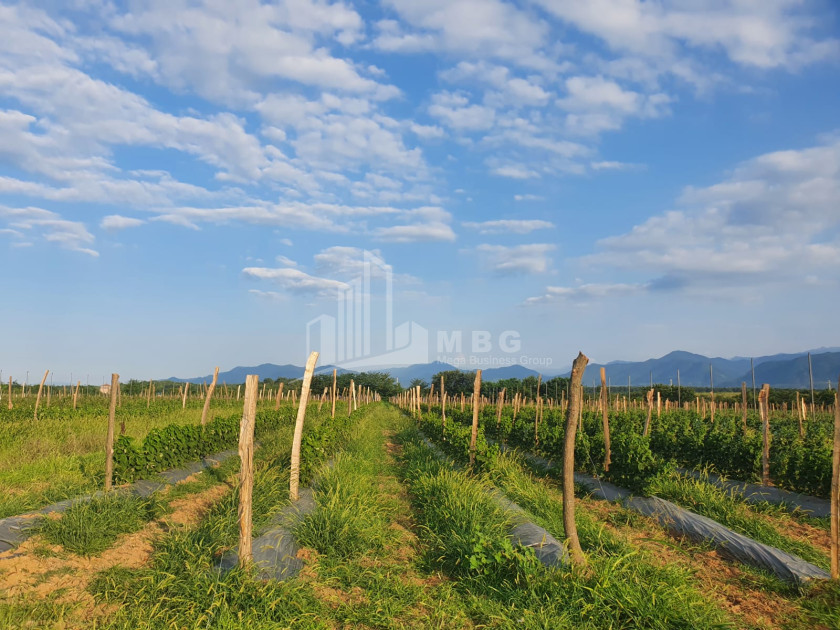 For Sale Land Vartsikhe Baghdati Imereti