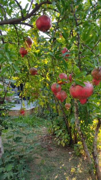 იყიდება სამოსახლო მიწის ნაკვეთი, მუხიანის დაჩები