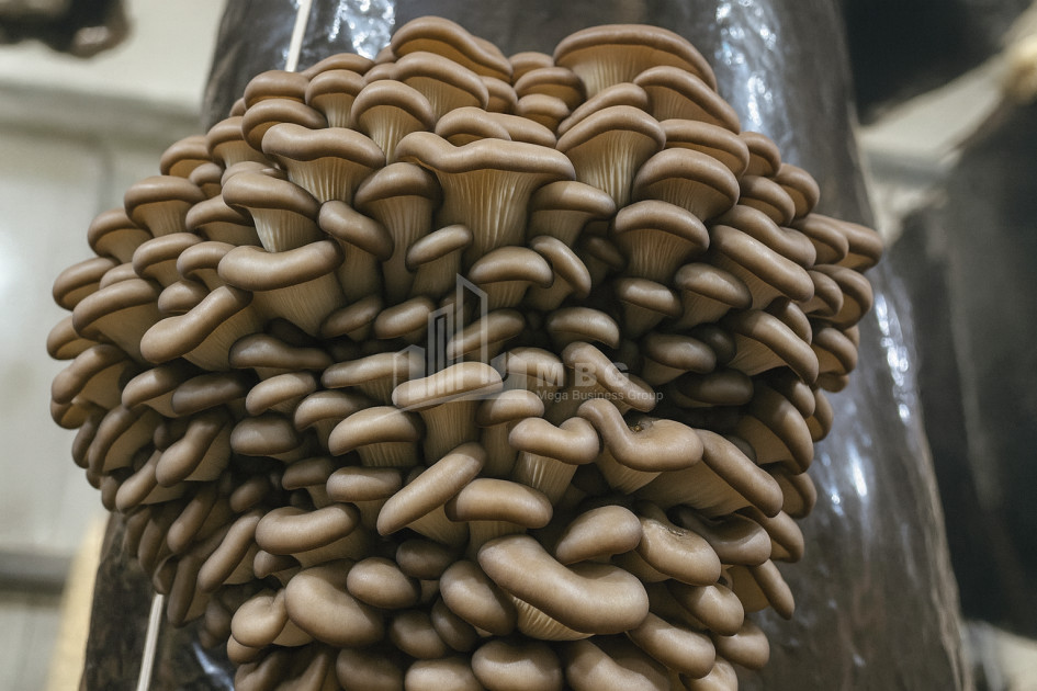 For Sale Commercial Okami Kaspi Shida Kartli