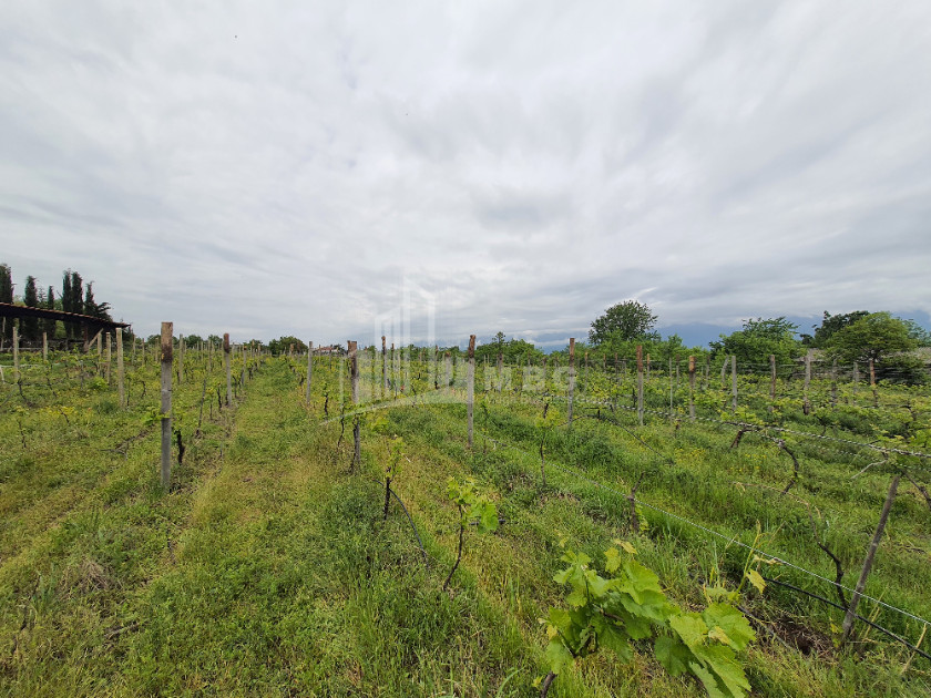 For Sale Commercial, Mukuzani, Gurjaani Municipality, Municipalities of Kakheti