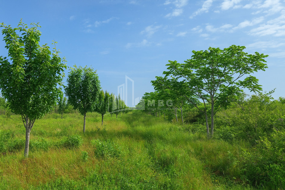 For Sale Land Kvemo Shukhuti Lanchkhuti Municipalities of Guria