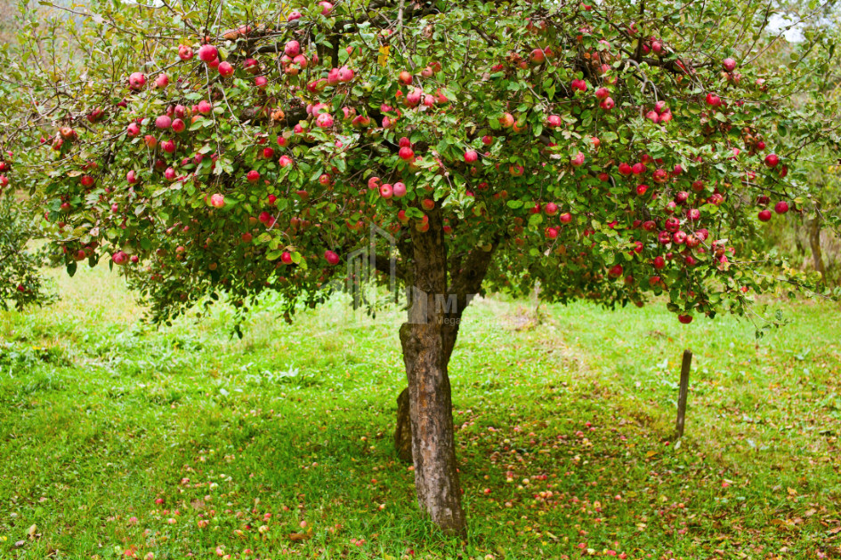 Продается Фруктовые сад Земля, в Квархети