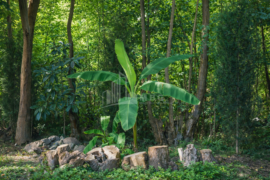 Business for sale Commercial Telavi Kakheti