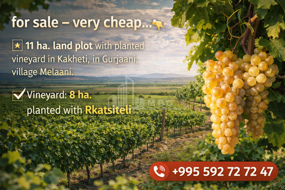 For Sale Vineyard - Chateau Land In Melani, Gurjaani
